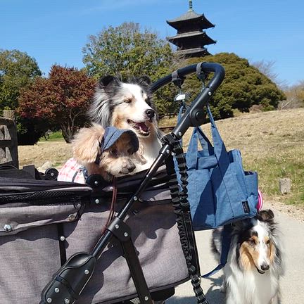 吉備国分寺☆(散歩)の記事動画