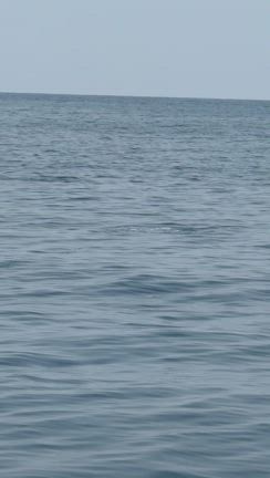 粟島キャスティングの記事動画