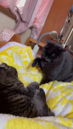 いろいろ( ´ࠔ`* )の記事動画