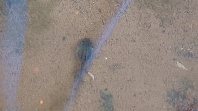 季節外れのオタマジャクシの記事動画