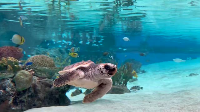 甥っ子とツマグロヒョウモンの記事動画