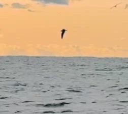 寒波の影響も海の上はOK!の記事動画