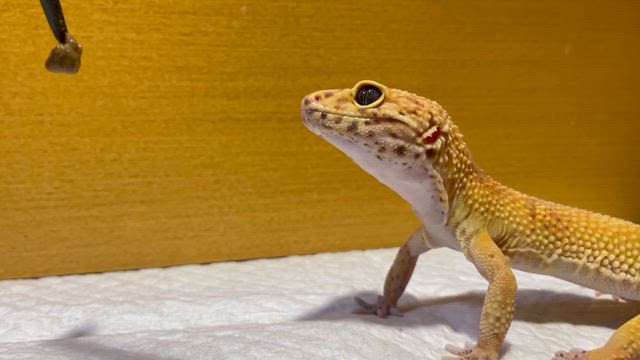 【福岡県飯塚市ペットショップ】レオパ、ニシアフ入荷しました！の記事動画
