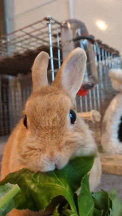 うさこ 25夏】Rabbit うさぎ 竹 笹の葉 | TSUNE;田中恒子の器 オンラインストア