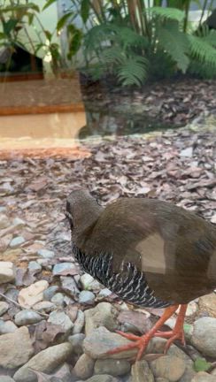 ヤンバルクイナの記事動画