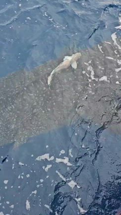 本日の釣果6/8(パヤオジギング)の記事動画