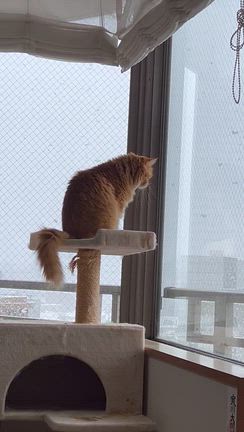 今年を振り返るとの記事動画