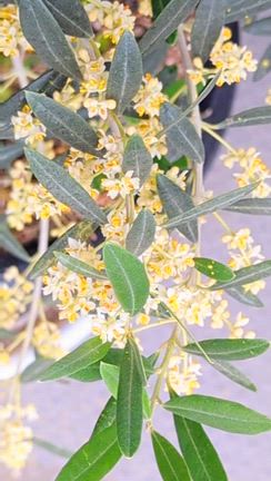 心身共に疲れたときに☆*オリーブのフラワーエッセンス動画の記事動画