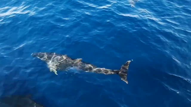 2025.10.30 第44回　今シーズンのラストはハンドウイルカの大群の記事動画