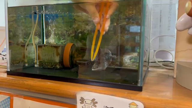 9月の食育！ウパコちゃん今までありがとう！の記事動画