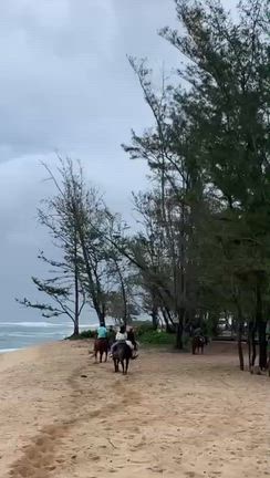 モクレイア海辺乗馬の記事動画