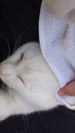 伸びるスピードの記事動画