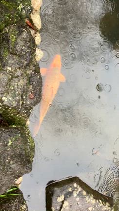 金蛇水神社の記事動画