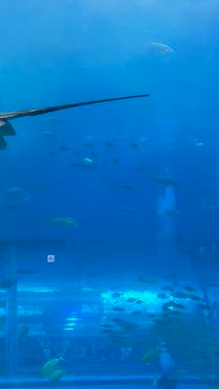 沖縄旅行②～沖縄美ら海水族館の記事動画