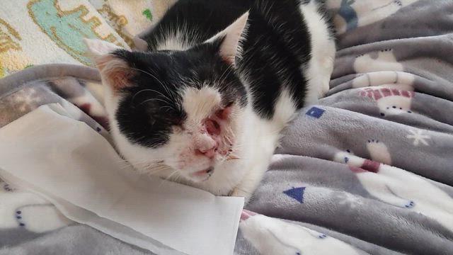 あれからの記事動画