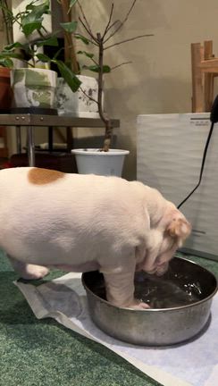 じゃぼじゃぼの記事動画