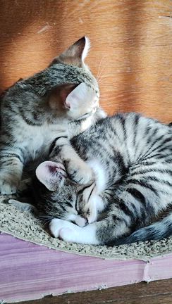 少しずつポロ君とマブダチにの記事動画