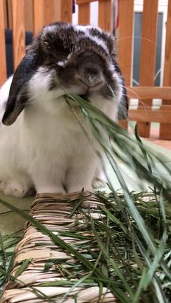 もりもりイタライの記事動画