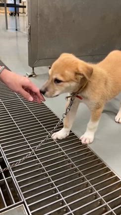 teamKARだより2024年9月号その5の記事動画