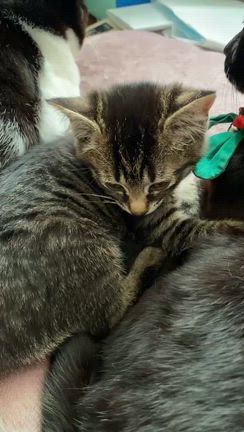 あれ？の記事動画