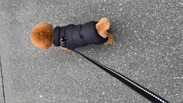 行政手続法のポイントをまとめてみたの記事動画