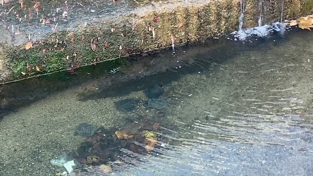 亀天国の記事動画