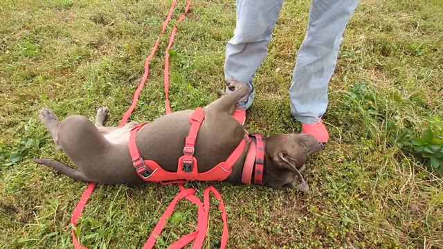 6月8日犬猫譲渡会を開催しますの記事動画