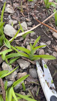 せっせと若菜摘みの記事動画