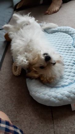 MOCOちゃんのお留守番の記事動画