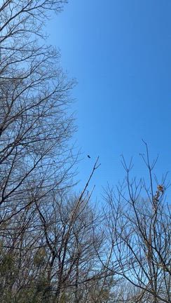 ◆［今日3/12お昼の運気予報］次元上昇完了・おめでとうの記事動画