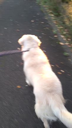 事務所掃除、岩部八幡神社のイチョウの記事動画