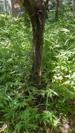 夏休みの思い出〜お山へGO！〜の記事動画