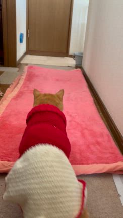 後継問題の記事動画