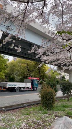 自分カットと浅草の伯母ちゃんと花見と鴨活の記事動画