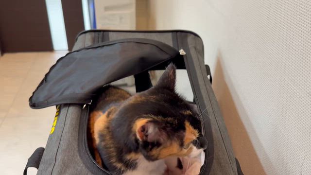 初めての病院の記事動画