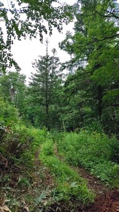 東大演習林ツアー@富良野の記事動画