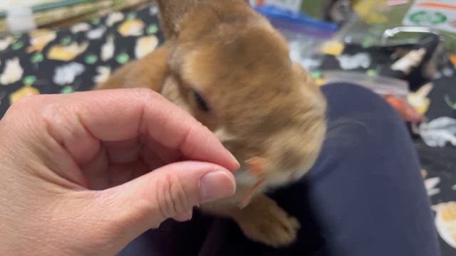 ラビファンお土産　モカ編の記事動画