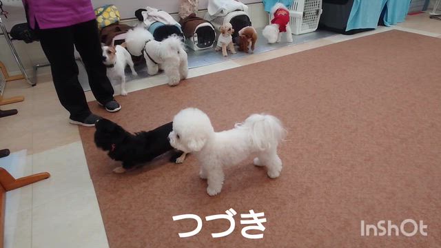 12月17日『いぬのようちえん』の記事動画