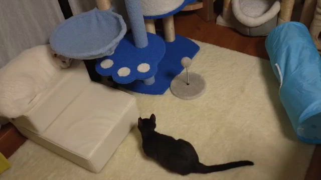 血液検査の結果はFIP…『めるる』の記事動画