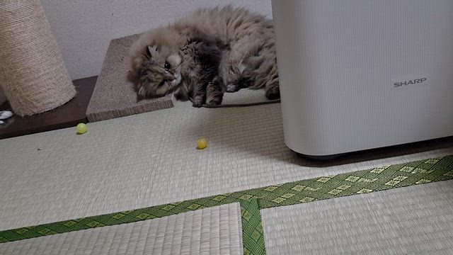 またたびの記事動画