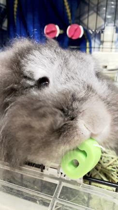 しずくのお誕生日♥️の記事動画