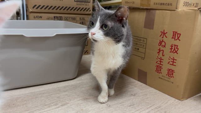 【沖縄グレ♀のこと】の記事動画