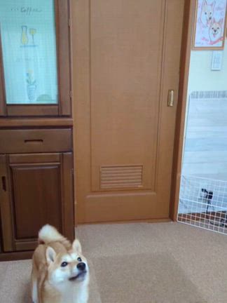 ナイスキャッチ！の記事動画