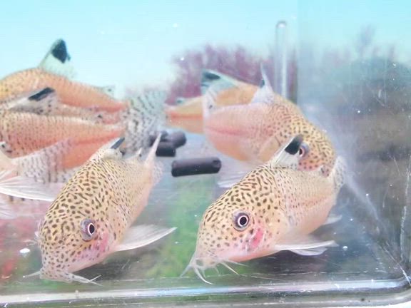 人気コリドラス入荷！の記事動画