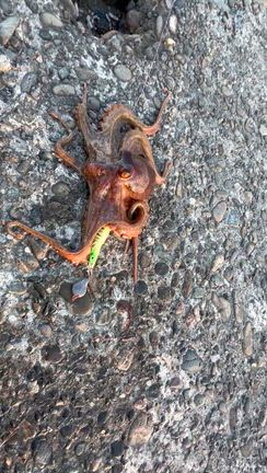 昨日は15時過ぎてまた出撃よっしゃ、タコゲット‼️の記事動画