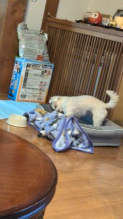 可愛いワンコの記事動画