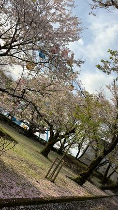 今年の桜も終盤にの記事動画