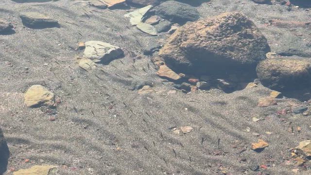 シャスタ旅行 Day2: Medicine Lakeの記事動画