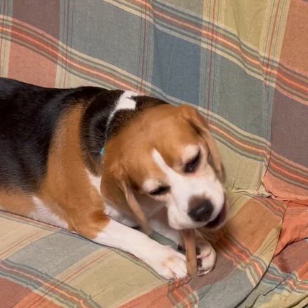 骨食べれるの　パトだけになっちゃった(^◇^;)の記事動画