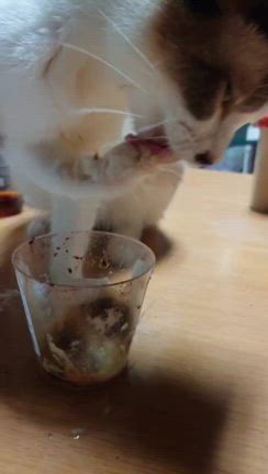 ゆうちゃんを診察に……優先の記事動画